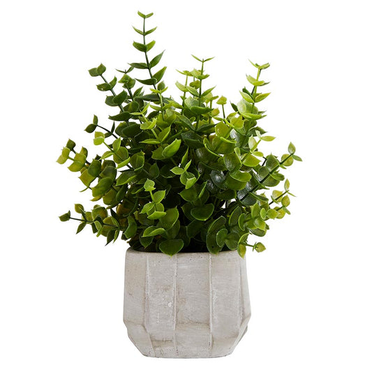 Eucalyptus In Cement Pot