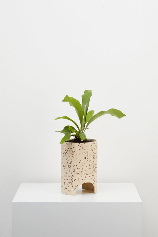 Fossil Terrazzo Archie Planter