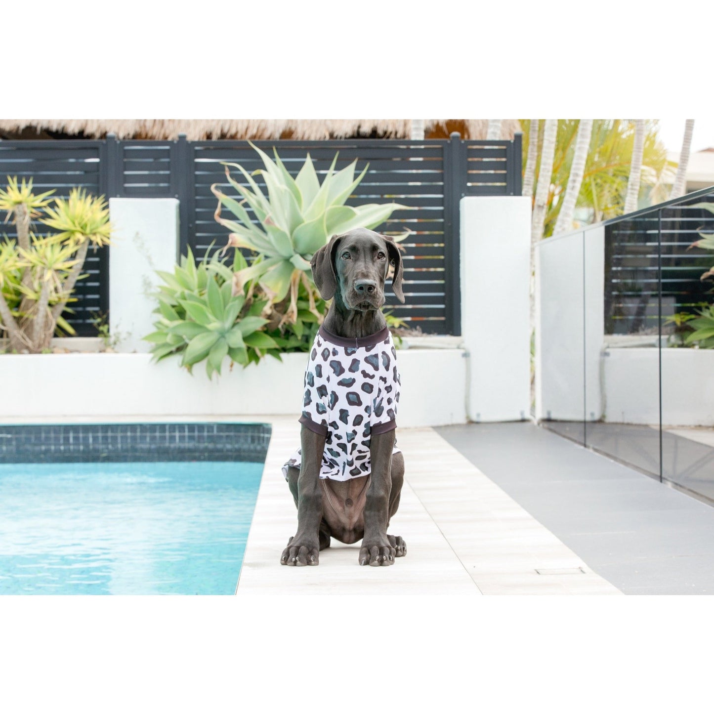 DOG BEACH RASHIE: Leopard {FINAL SALE}
