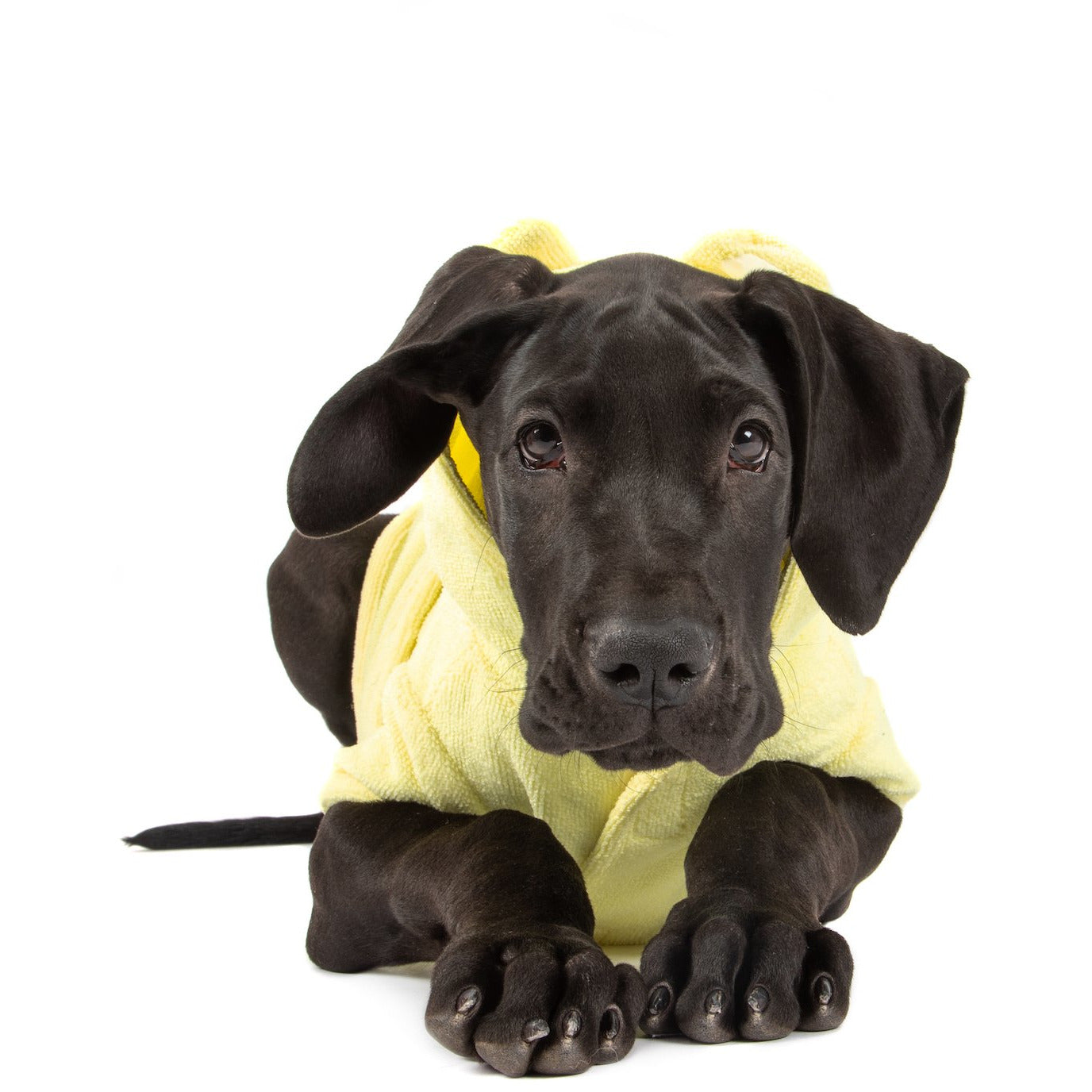 DOG BATH ROBE: Lemon {FINAL SALE}