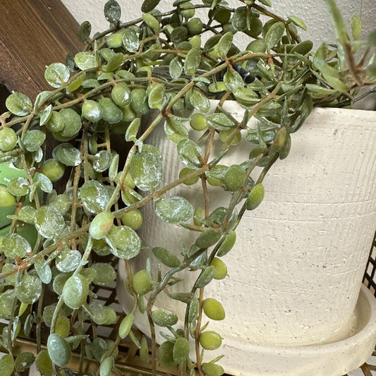 MINI LEAF BUSH - 2 Colors