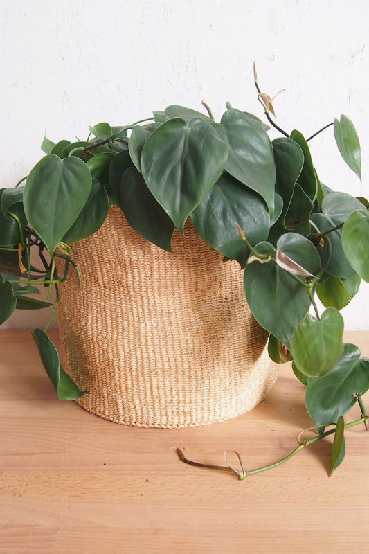 Medium Oats Storage Basket