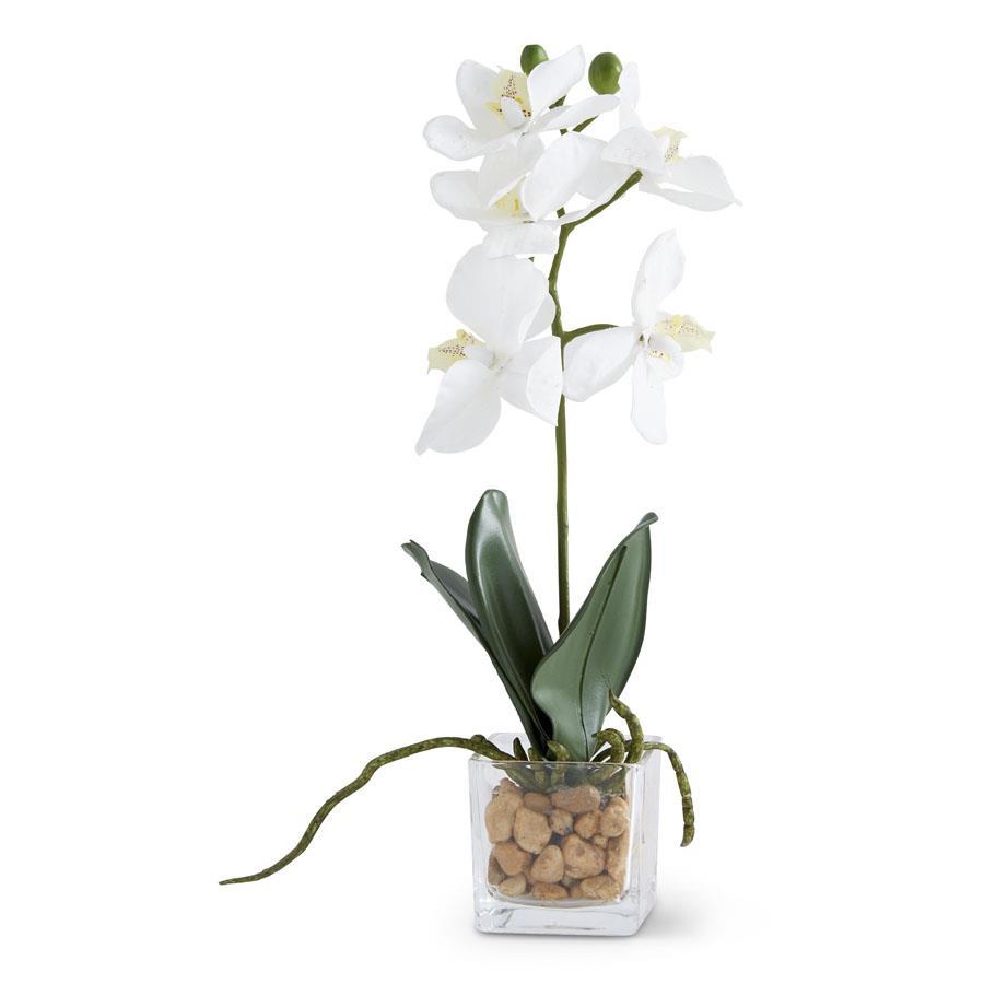 White Orchid in Vase
